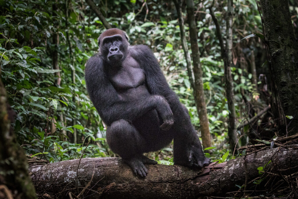 The Republic of Congo Expands Biodiversity-Rich Park