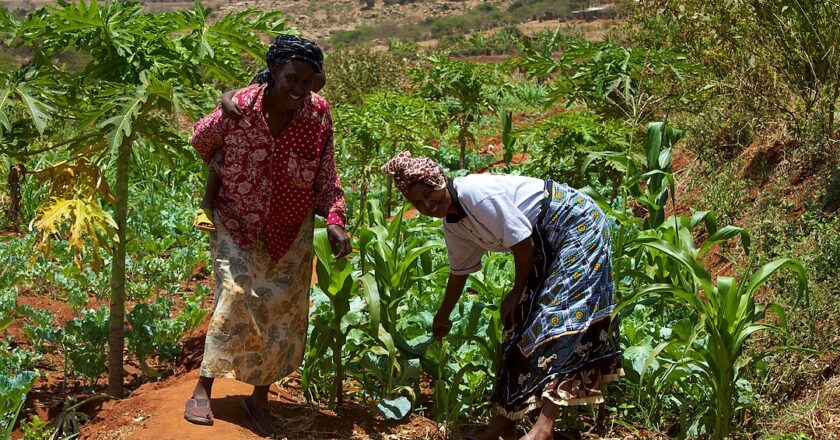 Review of Global Food Systems Transformation Set for July