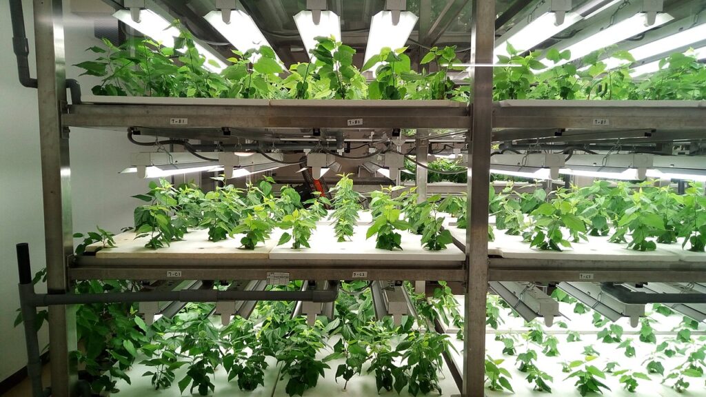 Best African Countries for Indoor Vertical Farming  