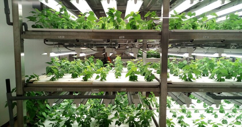 Best African Countries for Indoor Vertical Farming  