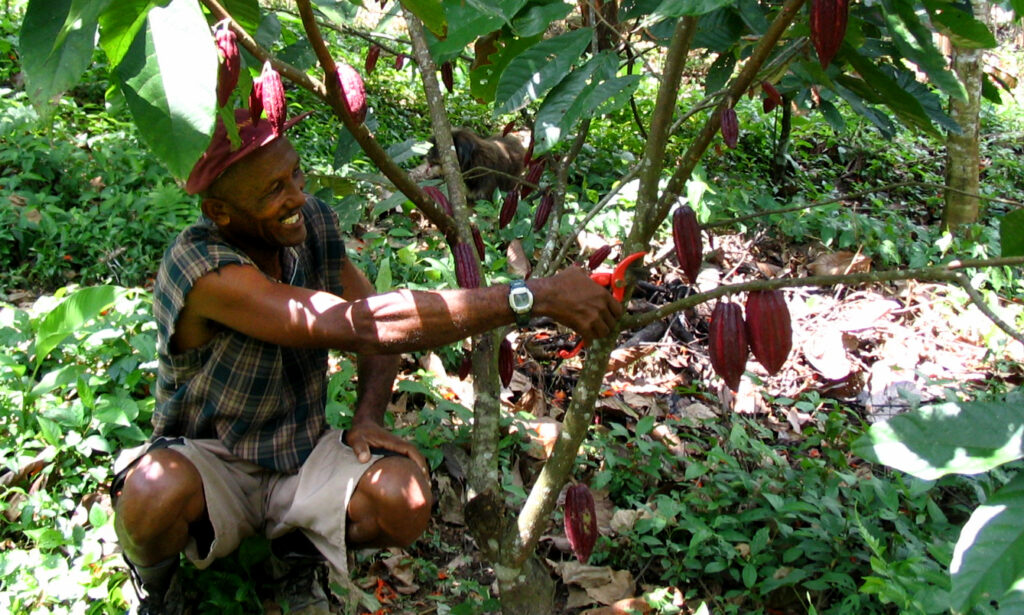 Ghana Receives $4.8 Million for Curbing Forest Loss 