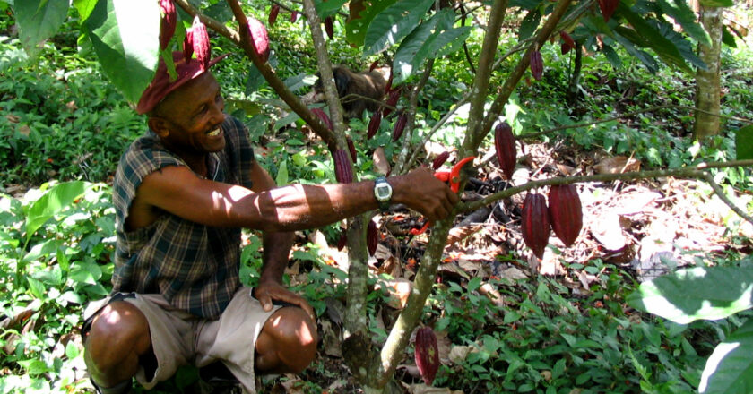 Ghana Receives $4.8 Million for Curbing Forest Loss 