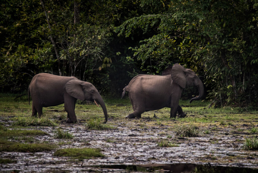 New Study: African Forest Elephants Critical to Climate Action