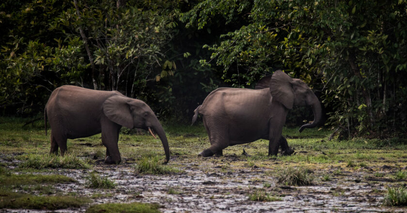 New Study: African Forest Elephants Critical to Climate Action