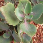 Illegal Trade Robbing South Africa of Rare Succulent Plants