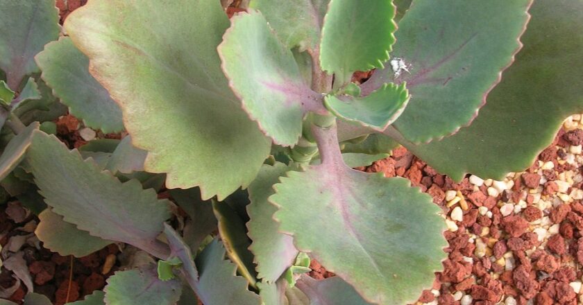 Illegal Trade Robbing South Africa of Rare Succulent Plants