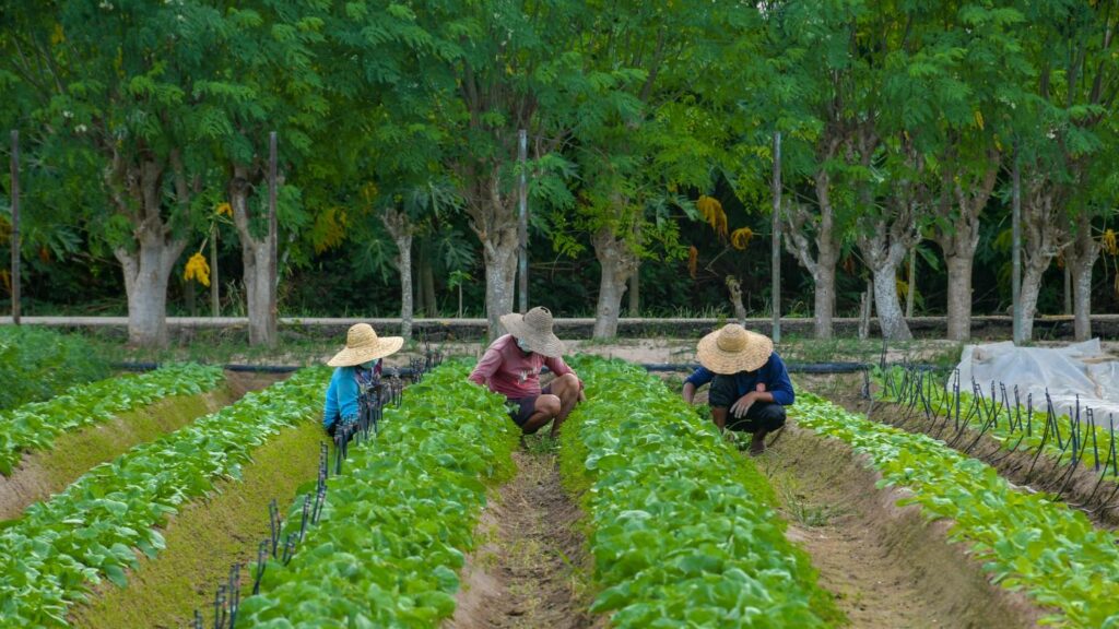 Mauritius Charts Future for Sustainable Food Systems