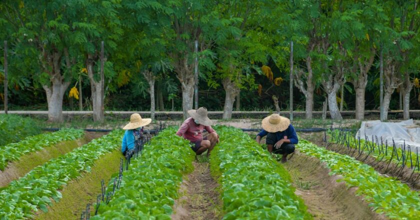 Mauritius Charts Future for Sustainable Food Systems